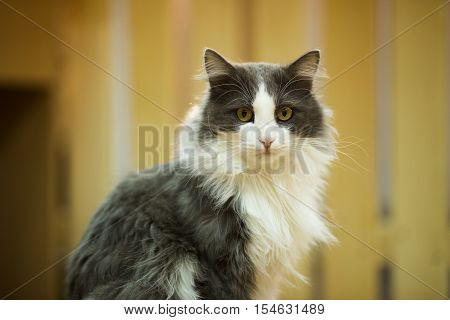 Beautiful cat sits on a yellow background.