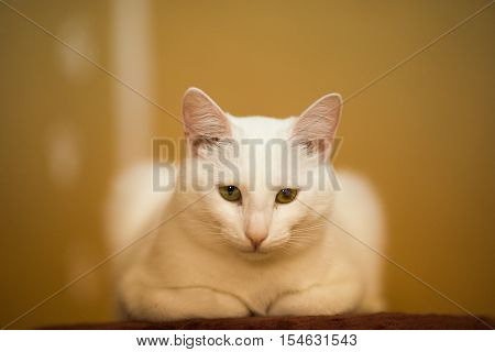 Beautiful cat sits on a yellow background.