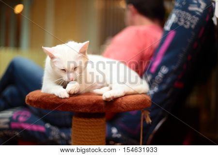Beautiful cat sits on a yellow background.