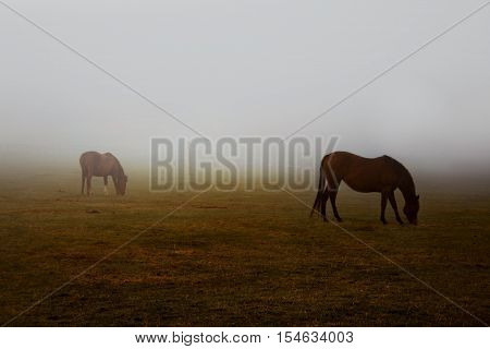 Wild brown horses grazing pastures with hazy weather