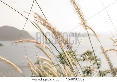 Abstract Tiny flower grass - Stock Photo