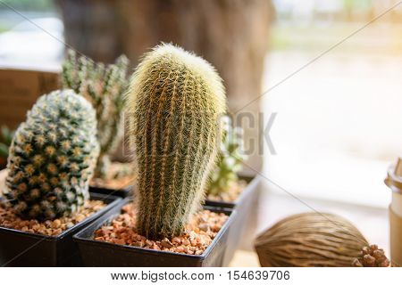 mescal in small flowerpot at coffee cafe