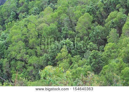 pattern of green tree at nautre 2016