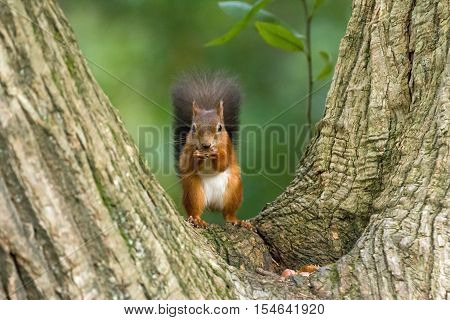 British native Red Squirrel in tree cleft on Brownsea Island Dorset.