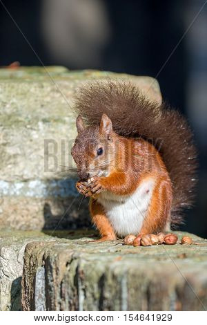 British native Red Squirrel on wall on Brownsea Island Dorset.