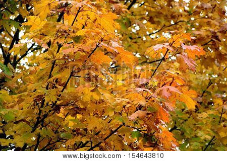 close up of leaves in aurumn colors