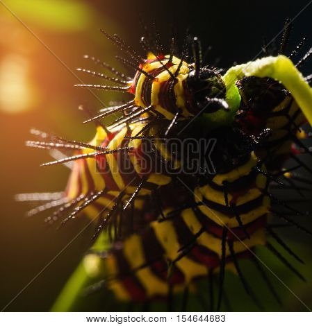 Macro Of Painted Jezebel (delias Hyparete) Caterpillars On Their Host Plant Leaf In Nature,butterfly