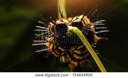 Macro Of Painted Jezebel (delias Hyparete) Caterpillars On Their Host Plant Leaf In Nature,butterfly