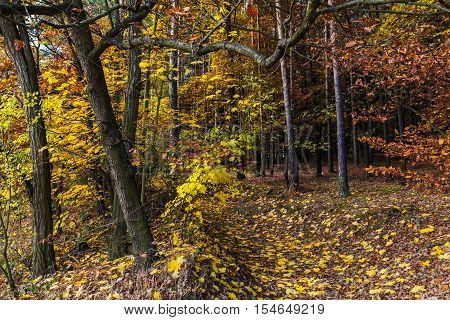Forest path and colored leaves on trees. Colorful autumn and Moravian landscape Dva dvory.
