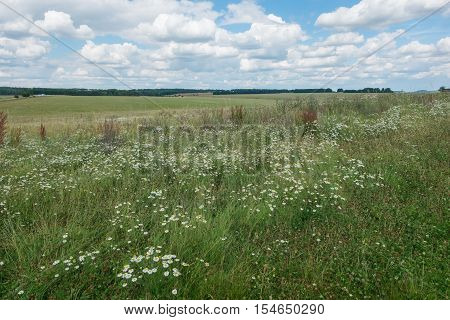 Grass Field With Blue Sky. Rural Landscape