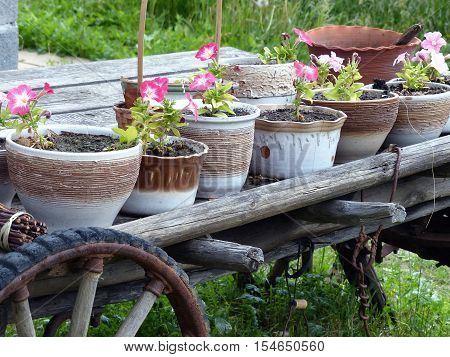 The cart with flowers. From carts made a flower bed with flowers