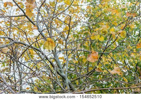 Leaves On Tree, Turning To Yellow. Spring, Autumn.