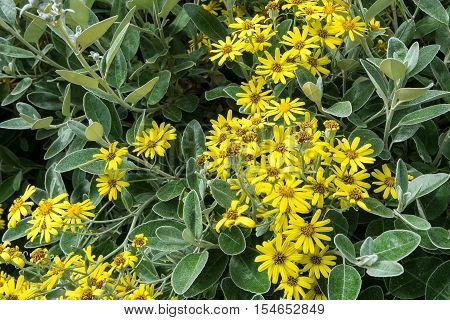 Yellow Flowers in the garden, nature background