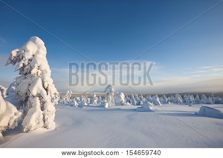 Sunny winter landscape with frozen snowy trees. Pyha-Luosto National Park, Lapland, Finland.