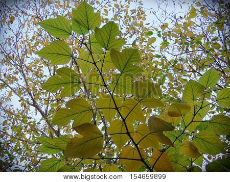 Foliage. Natural beauty found in every moment of our lives