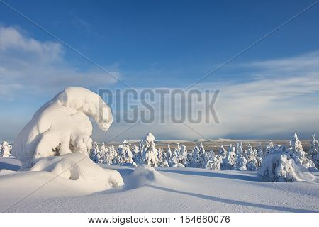 Sunny winter landscape with frozen snowy trees. Pyha-Luosto National Park, Lapland, Finland.