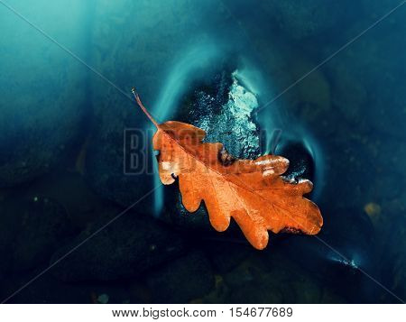 Caught Rotten Old Oak Leaf On Stone In Blurred Water Of Mountain River
