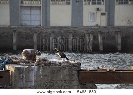 Great Cormorant at sea port. Lumpy sea