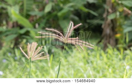 flowering grass in the sun light,blur background