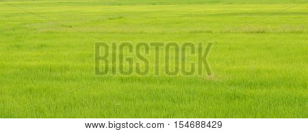 Paddy jasmine rice field green background,panorma background