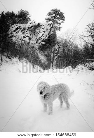 labradoodle with a snowy muzzle on the Deer Creek trail in the mid of winter.