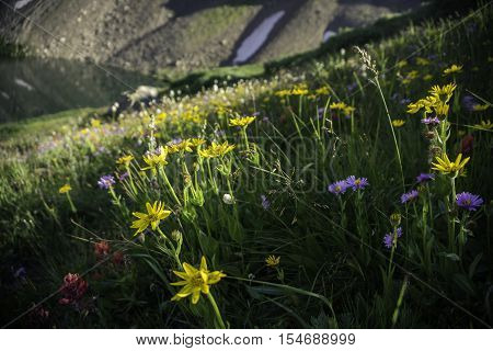 A meadow near Silver Dollar Lake in the front range Mountains of Colorado.