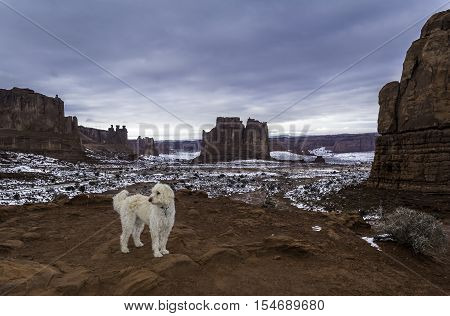 Labradoodle hanging on an overlook in Arches National Park in Utah.