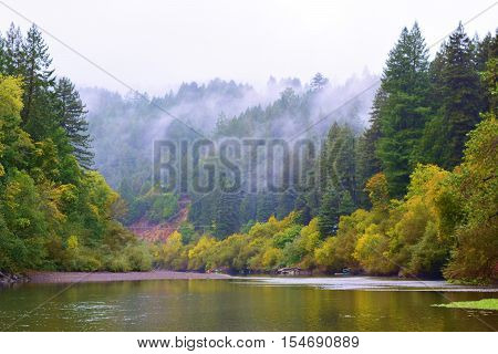 Deciduous trees changing colors amongst a Pine and Redwood Forest taken at the Russian River, CA during autumn
