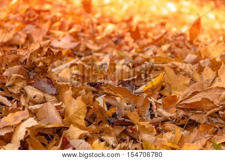 Crispy and colorful autumn leaves rest in a pile