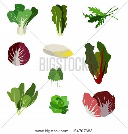 Salad ingredients. Leafy vegetables icons set. Organic and vegetarian illustration with Pak choi, Spinach, Rucola, Radicchio, Indivia belga, Mangold, Sorrel, Romaine, Lettuce and Palla Rossa. Graphic illustration