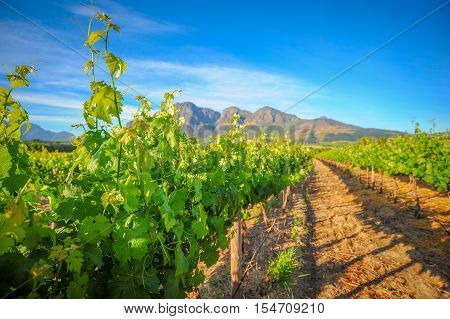 Stellenbosch Vineyards