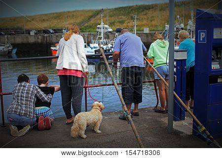 Tourists watching and feeding seals in Eyemouth in Scotland. 07.08.2015