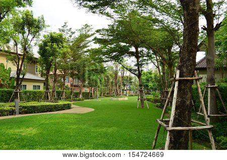 Fresh green garden and curve cement walkway