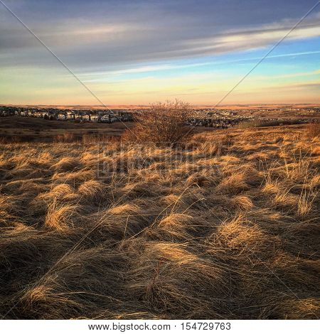 Colorful prairie sky over grass field in spring with isolated bush.  Instagram effects