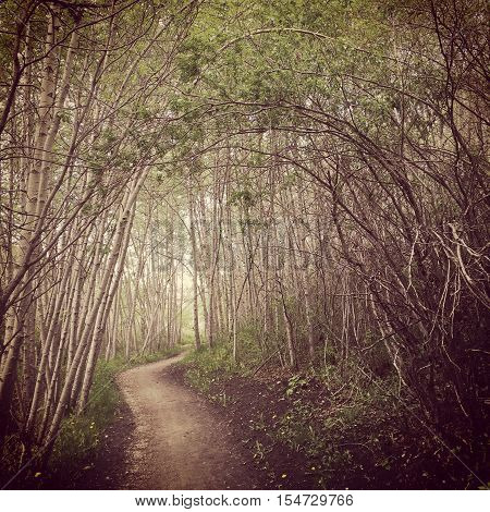 Enchanted forest with archway of branches along forest pathway. Instagram effects.
