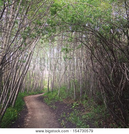 Enchanted forest with archway of branches along forest pathway. Instagram effects.