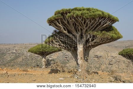 Dragon Blood Tree, Dracaena Cinnabari