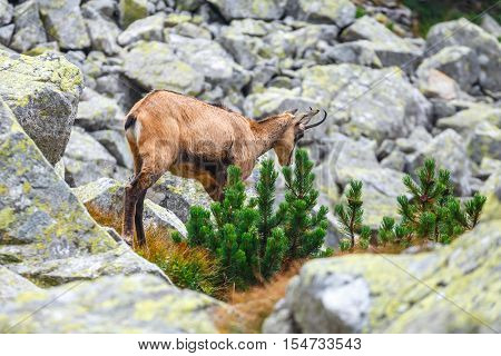 Chamois (Rupicapra Carpatica) in High Tatra Mountains Poland