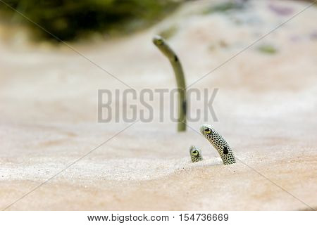 The eel's head in the sand in a small aquarium.