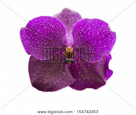 Orchid isolated, multiple orchid isolated on white background, Vanda orchid, violet orchid, macro orchid, orchid with pollens. Vanda isolated