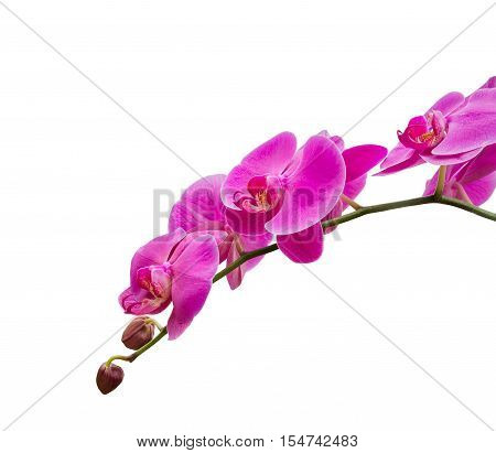 Orchid isolated, multiple orchid isolated on white background, Vanda orchid, violet orchid, macro orchid, orchid with pollens. Vanda isolated
