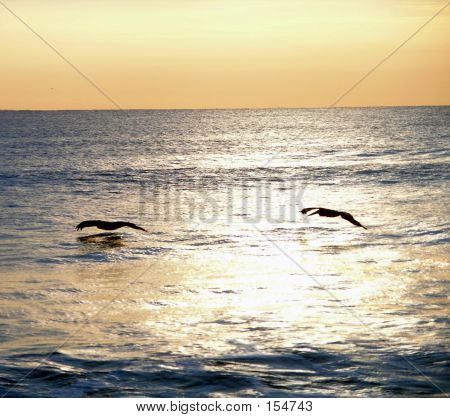 Pelikan-Sunrise