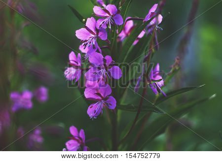 Blooming sally flowers. Epilobium angustifolium Epilobium flower Purple Alpine Fireweed.