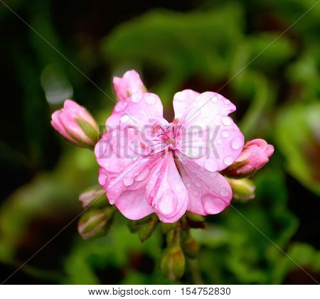 Heranium bloomung pink flowers close up outdoors