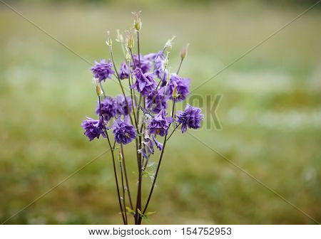 Blue Flower Of European Columbine. Aquilegia Vulgaris. Close Up.