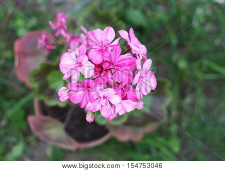 Heranium Bloomung Pink Flowers Close Up Outdoors