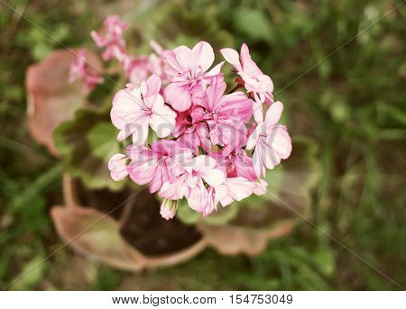 Heranium Bloomung Pink Flowers Close Up Outdoors