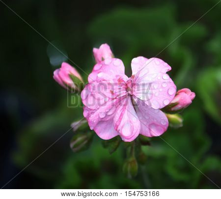 Heranium Bloomung Pink Flowers Close Up Outdoors