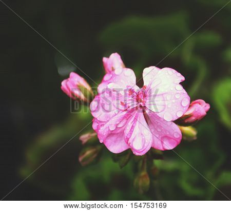 Heranium Bloomung Pink Flowers Close Up Outdoors