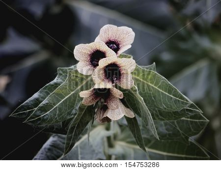 Black Henbane Hyoscyamus Niger Flowers. Vintage Toned Image.